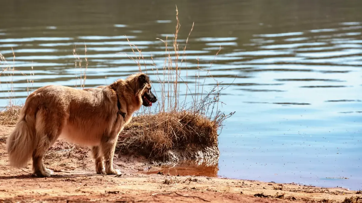 Dog drinking water
