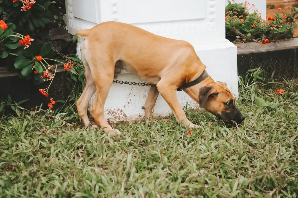 Dog eating from a bowl at home
