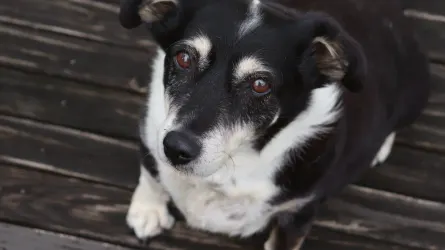 Dog looking at an owner