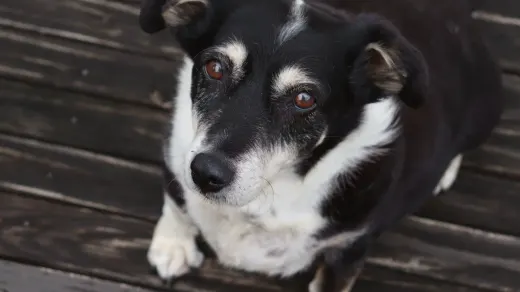 Dog looking at an owner