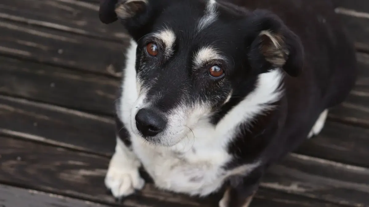 Dog looking at an owner
