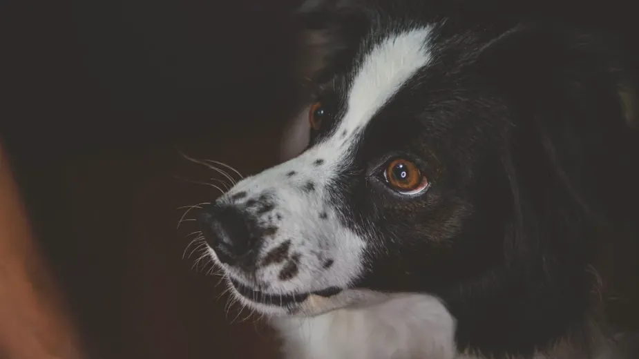 Dog looking at an owner