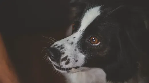 Dog looking at an owner
